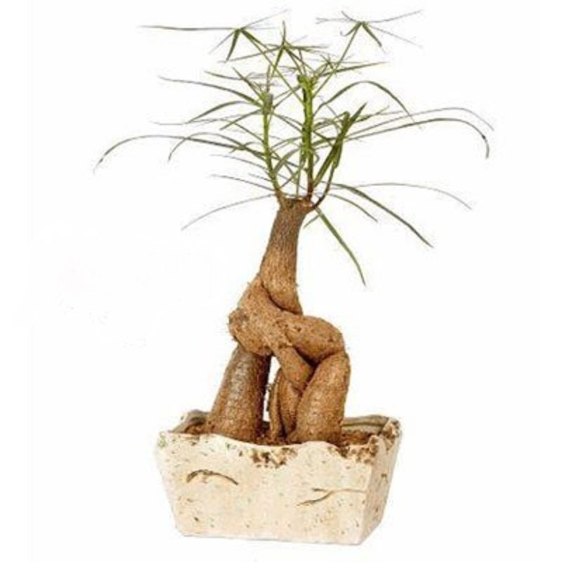 עציץ בונסאי | מק"ט 207