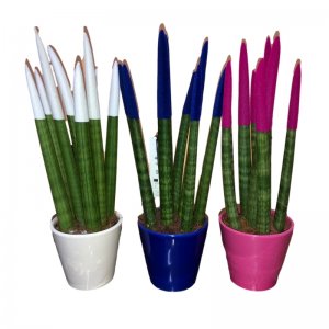 עציץ סנסיווריה